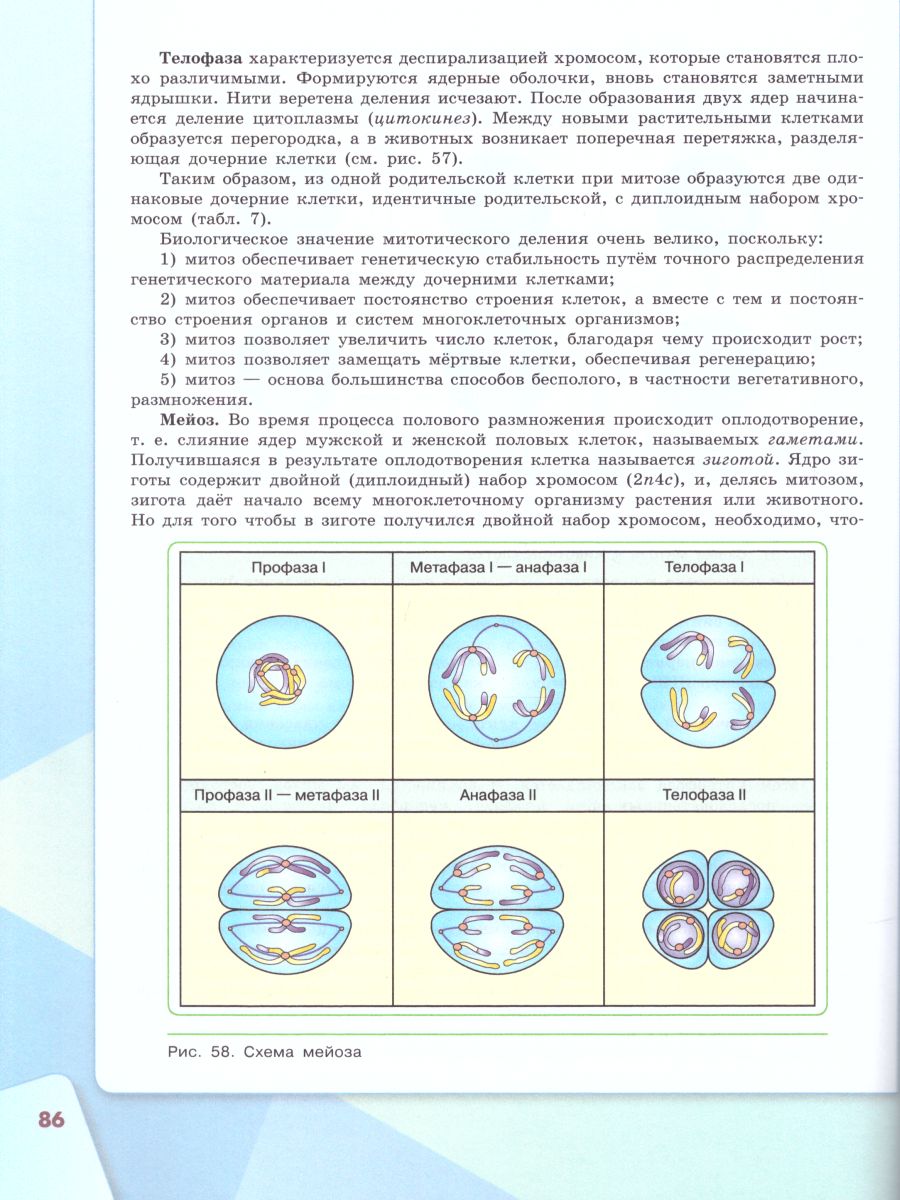 Биология 10 класс. Базовый уровень. Учебник (ФП2022) - Межрегиональный  Центр «Глобус»