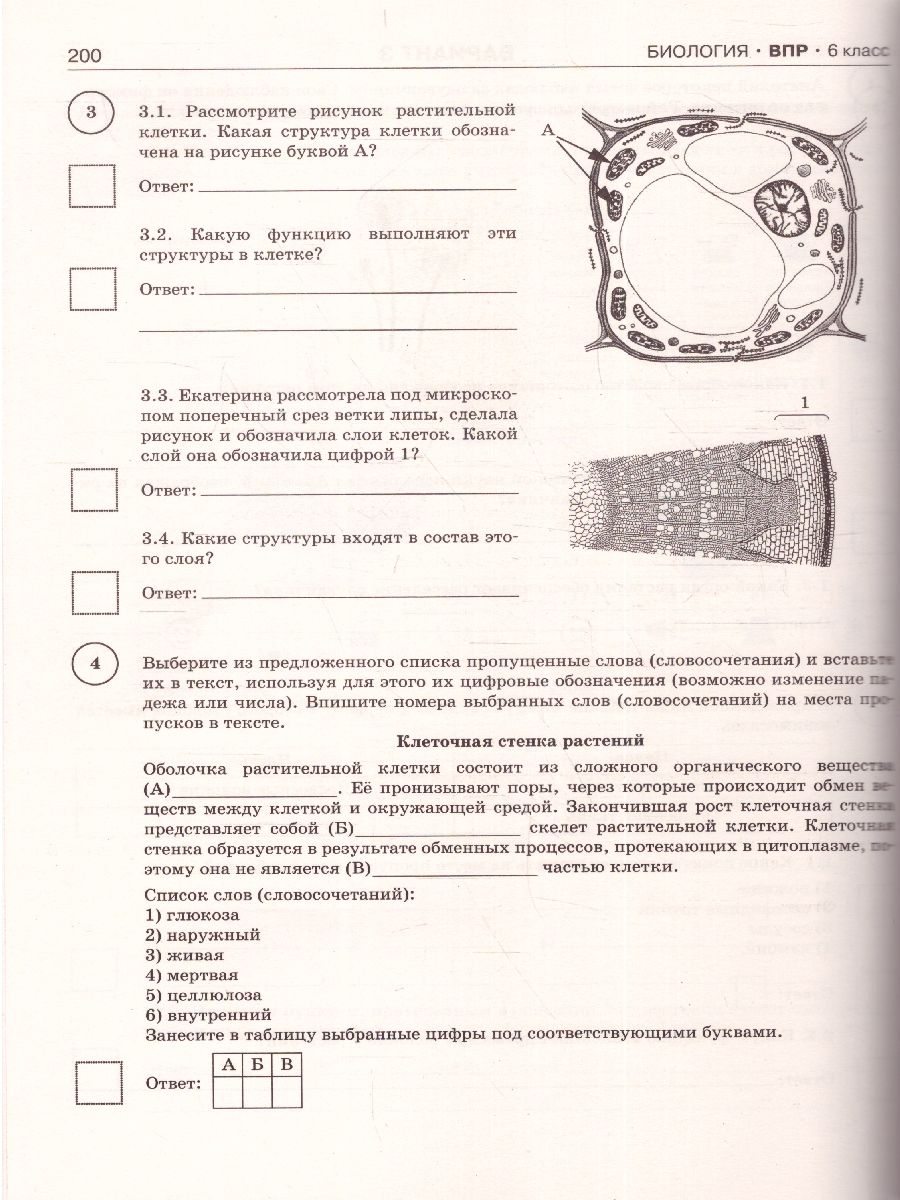 ВПР 6 класс по биологии рассмотрите рисунок растительной клетки. Структура клетки 6 класс ВПР. Структура клетки растения 6 класс ВПР ответы. Рисунок растительной клетки с обозначениями 6 класс ВПР по биологии.