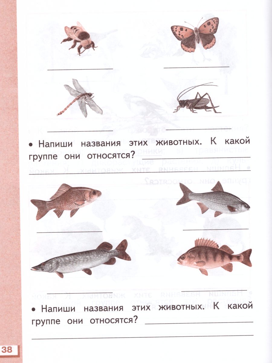 Окружающий мир 1 класс. Рабочая тетрадь. В 2-х частях. Часть 2. ФГОС -  Межрегиональный Центр «Глобус»