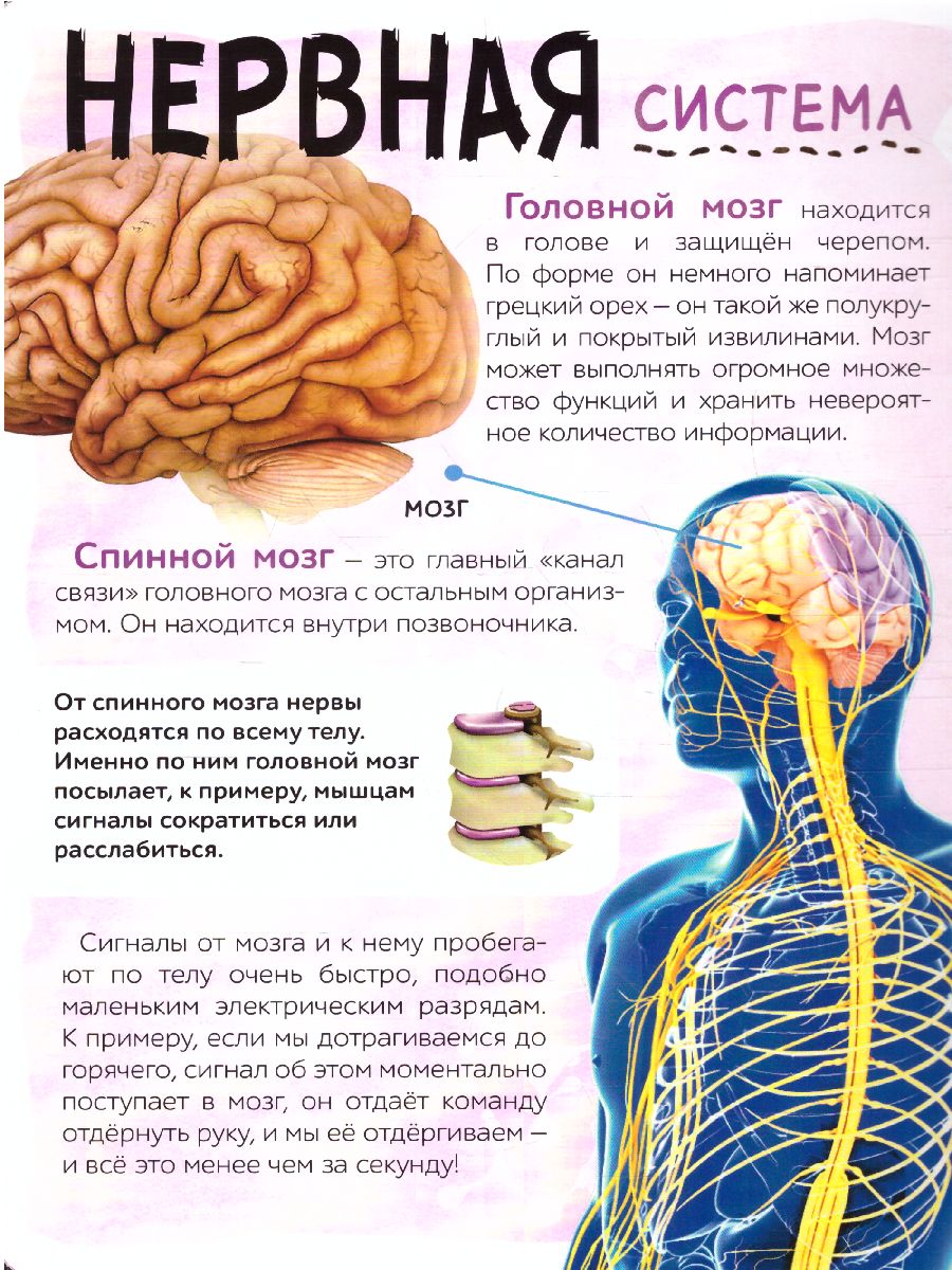 Книга с прозрачными страницами Моё тело, 32 стр. (Буква-Ленд) -  Межрегиональный Центр «Глобус»