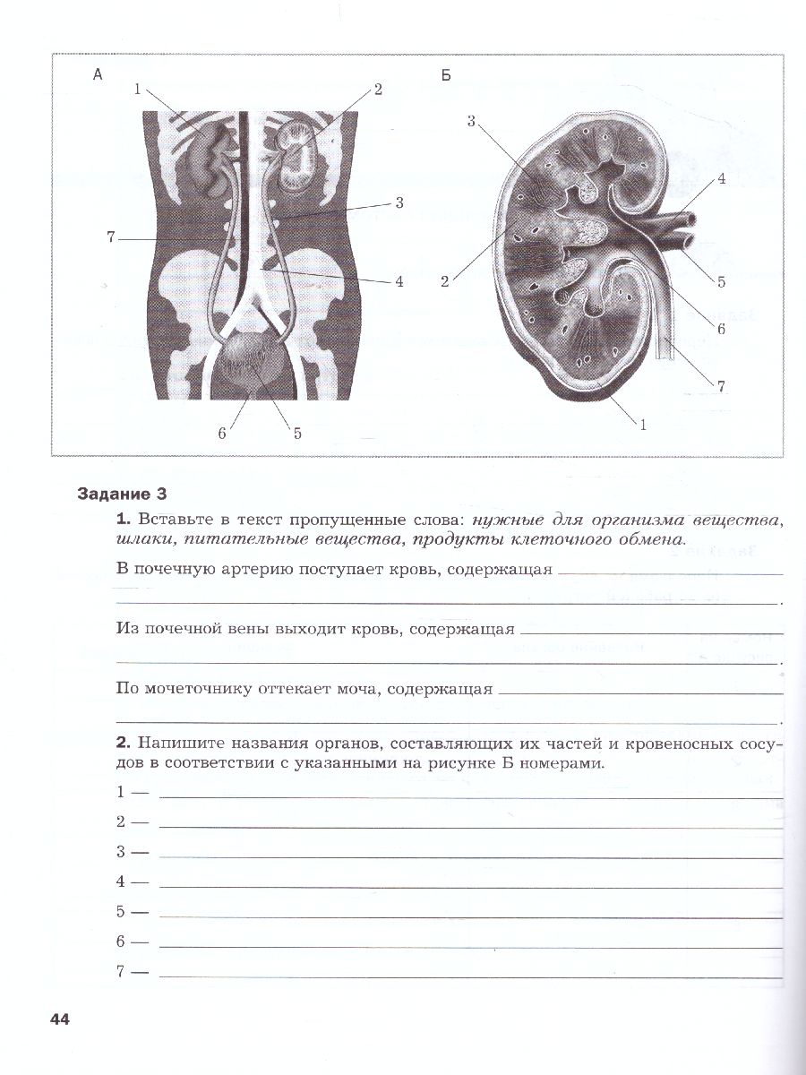 Биология 8 класс. Рабочая тетрадь №2 ФГОС - Межрегиональный Центр «Глобус»