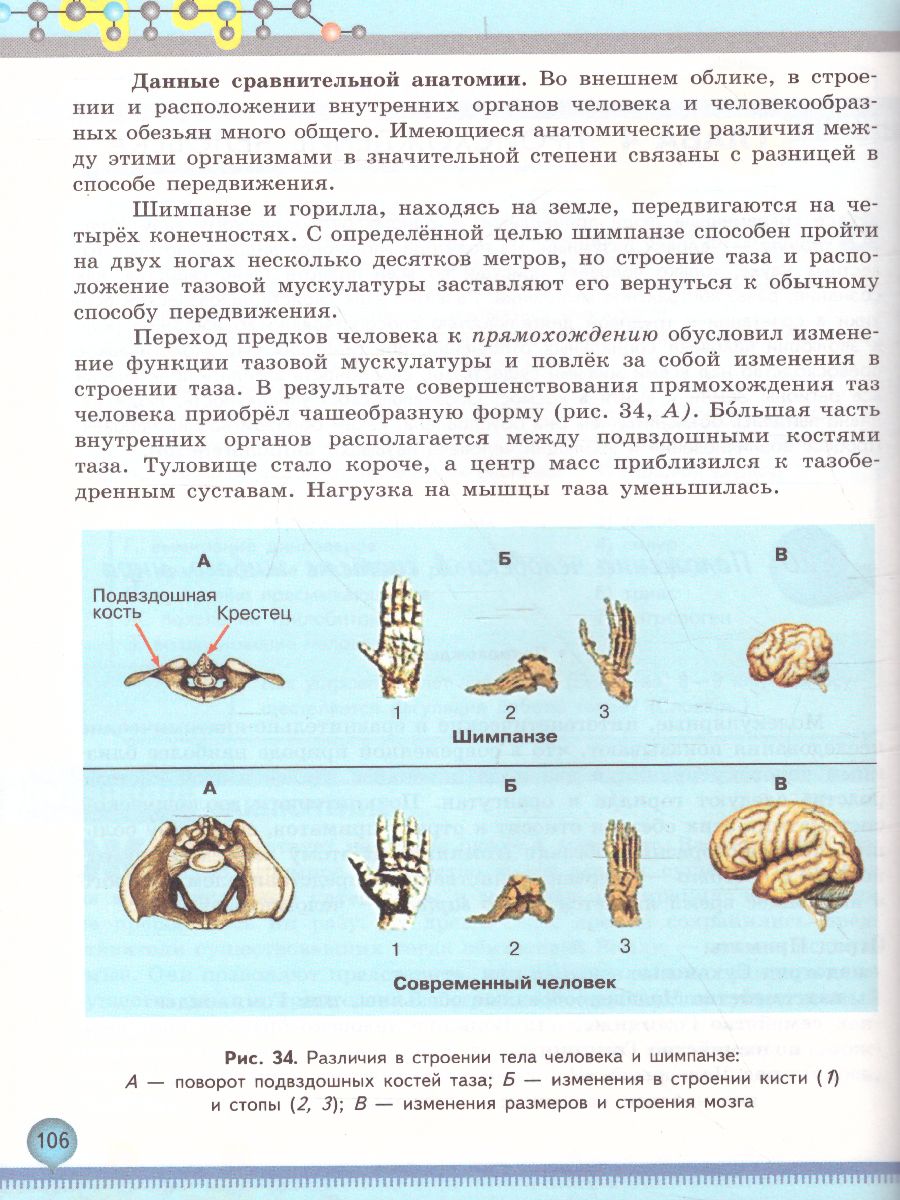 Биология 11 класс. Базовый уровень - Межрегиональный Центр «Глобус»