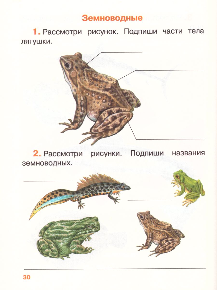 Окружающий мир 3 класс. Рабочая тетрадь. Часть 1. ФГОС - Межрегиональный  Центр «Глобус»