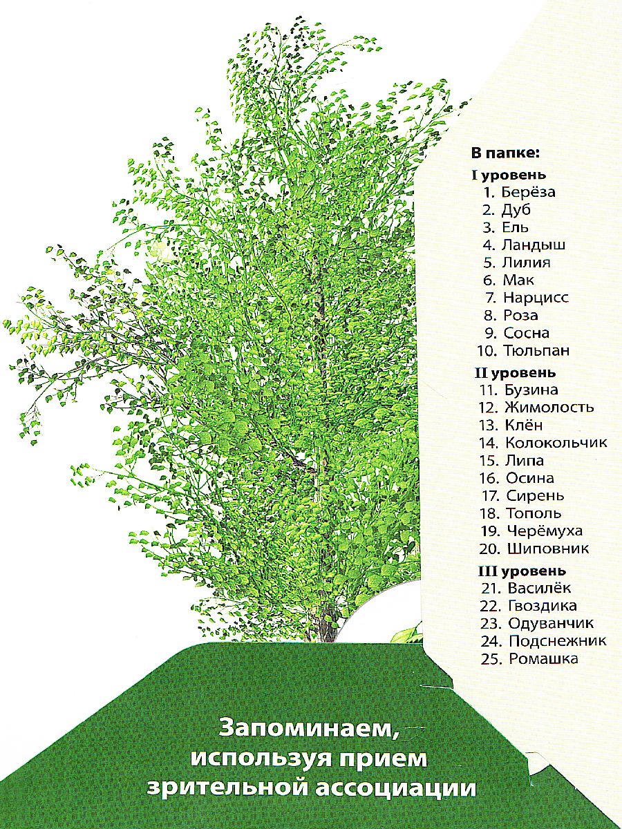 Запоминай слова легко. Цветы, деревья, кусты 25 карточек с транскрипцией на  обороте - Межрегиональный Центр «Глобус»