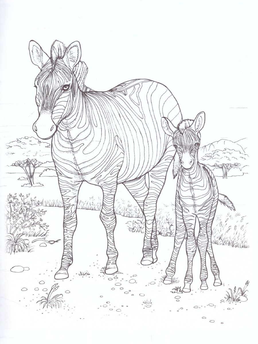 Раскраска с наклейками «Животные Африки», 16 стр.